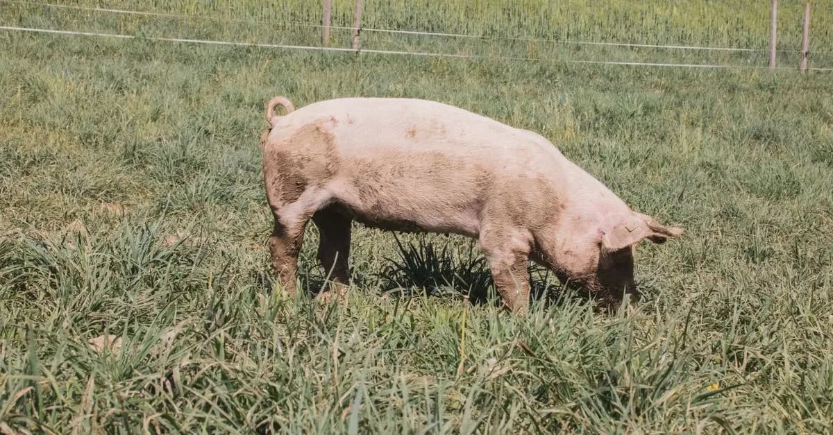 Guía completa sobre el jamón ibérico